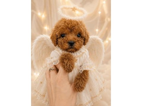 A kalite garantili toy poodle yavrular