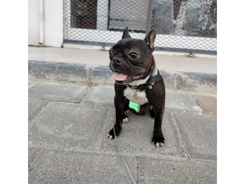 Fransız bulldog dişi