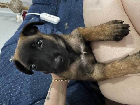 Son dişi 55 günlük malinois