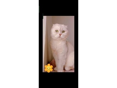 Scottish fold silver ns11