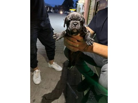 Safkan french bulldog