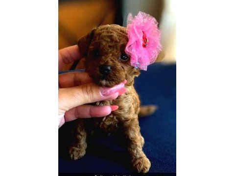 Kore teacup babadan kore teacup poodle bebekler