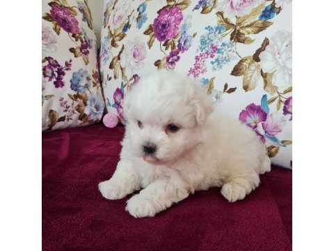 Mini boy maltese terrier yavruları (kore kanı)