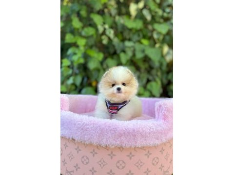 Safkan pomeranian boo yavrularımız