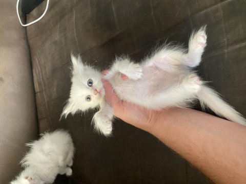Beyaz renkli gözlü shorthair ve longhair olarak vardır