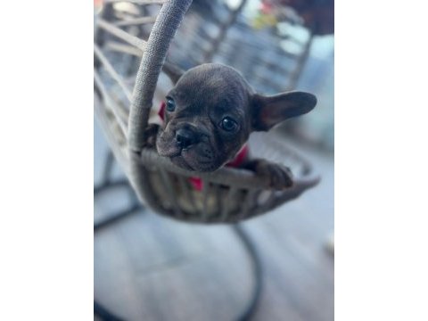 Tiger renk mükemmel görsel french bulldog