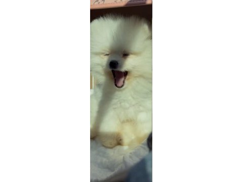 9 aylık pomeranian teacup dişi