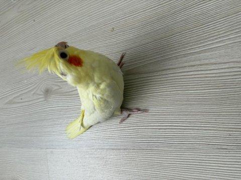 Sarı lutino sultan papağanı yavrusu