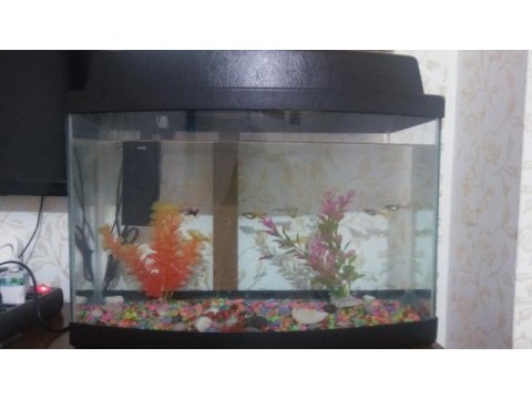 7 lepistes xl akvaryum aksesuarlar motor ve su pompası