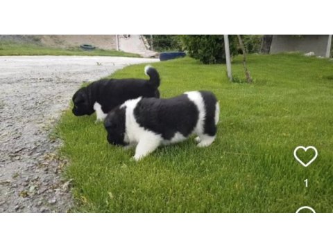 Safkan amerikan akita