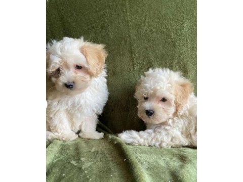Maltipoo bebekler