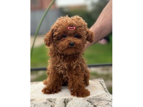 Aşıları tam teslime hazır orjinal toypoodle