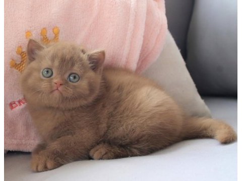 Dubai çikolatası tadında chocolate british shorthair 