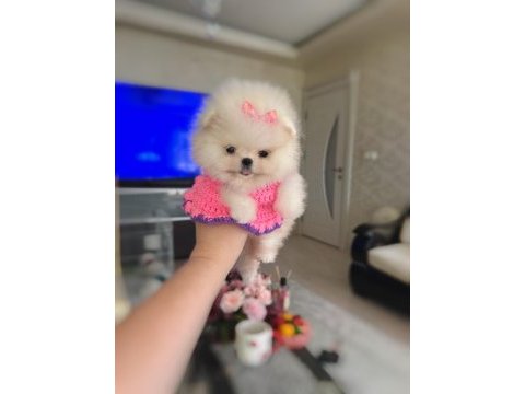 Mikro boy dişi pomeranian