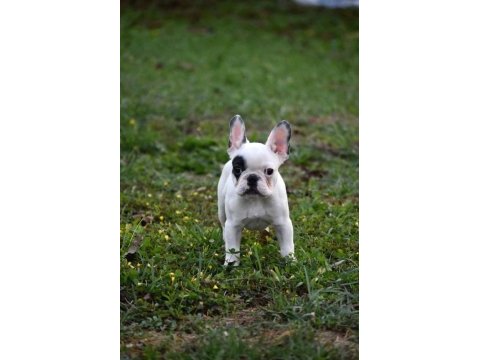 2.5 aylık fransız bulldog yavrularım