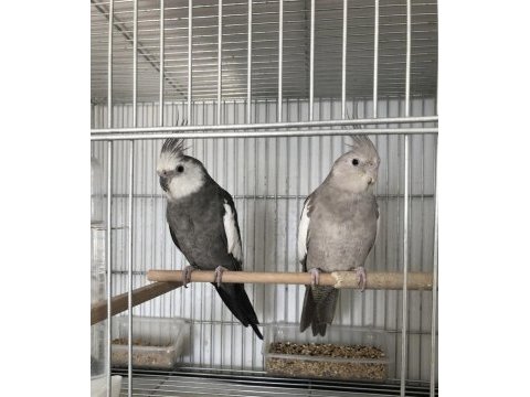 Sultan papağanı çift