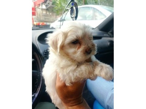 Maltese yavru köpekler