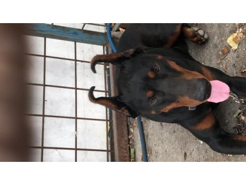 Orjinal doberman