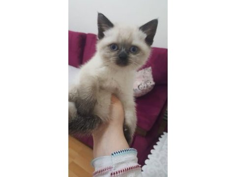 British blue point yavru