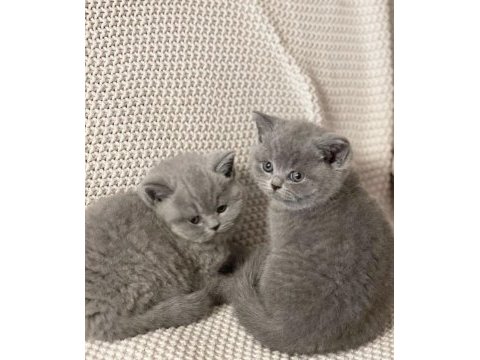 Brıtısh shorthair yavrular teslime hazır
