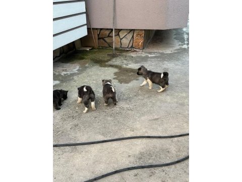 A kalite ayı gibi akita yavrular