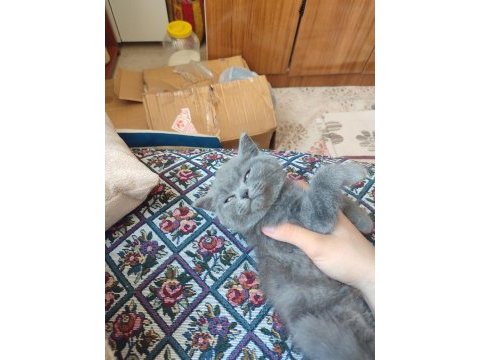 Çok özel bir cins kedimiz