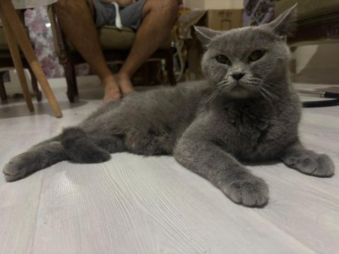 Kajun çekingen güzel ırk kedimiz