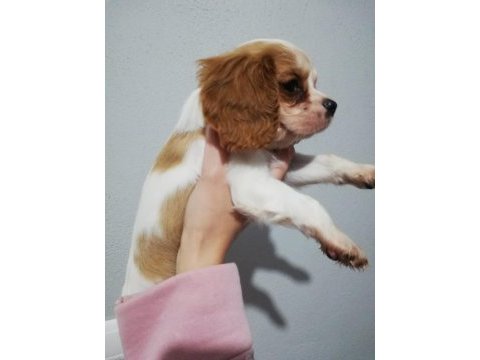 Cavalier yavrularımız bursa türkiye tüm iller