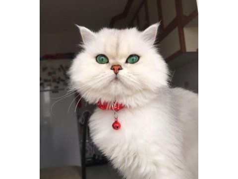 British longhair silver shaded