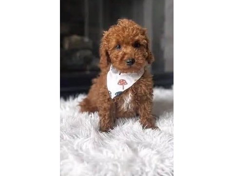 Toy poodle bakımlı köpekler