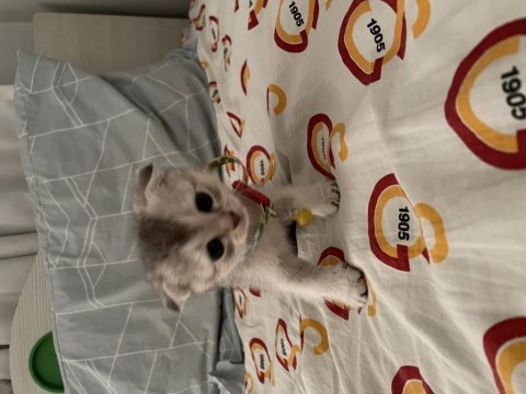2 aylık dişi scottish fold