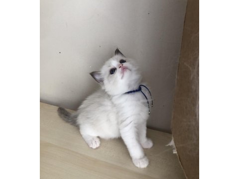 Full şecereli ragdoll bicolor yavrular