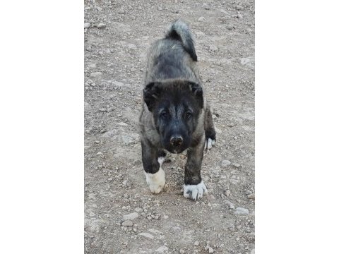 Karabaş kangal