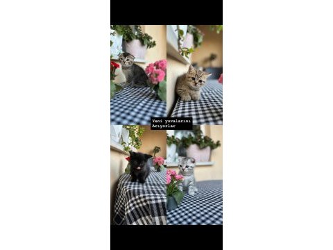 British shorthair bebeklerimiz teslime hazır