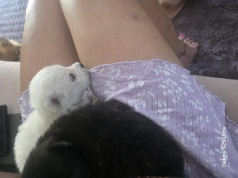 Muhteşem pomeranian minik ayıcıklar yuvanıza uğur getirecek