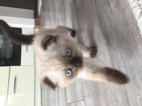 Scottish fold cinsi kendi yavrularım