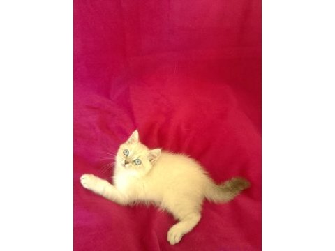 Tatlı bir erkek british shorthair bebiş