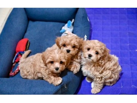 Evinize neşe katacak maltipoo yavruları
