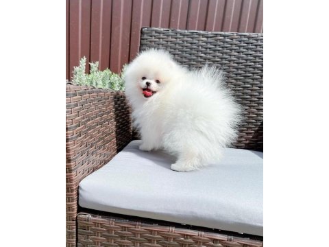 Teddy bear pomeranian yavruları