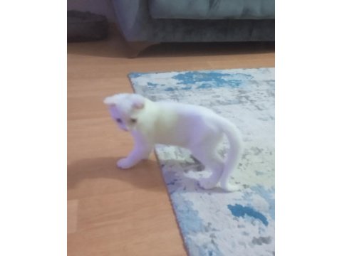 Kızımız yuvasını ariyor
