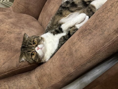 Scottish fold