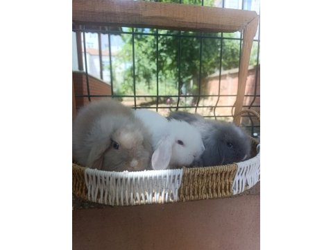 Hollanda teddy lop tavşanı yavrular