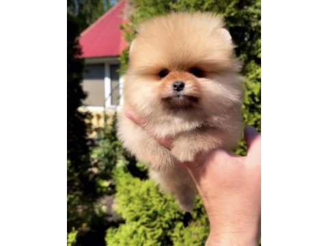 Daha iyisi yok ayı surat pomeranian boo