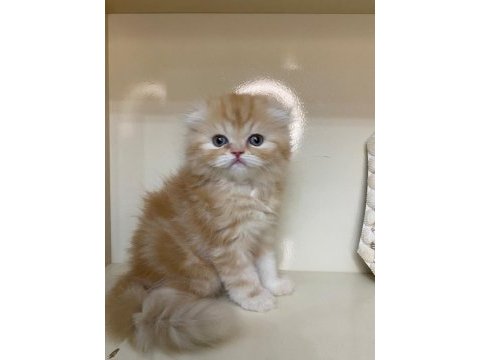 Mükemmel a kalite scottish fold longhair bebekler