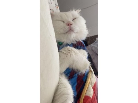 British longhair 2 yaşında