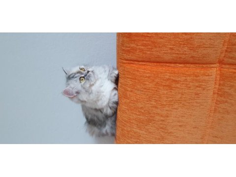 Biblo kadar güzel british longhair