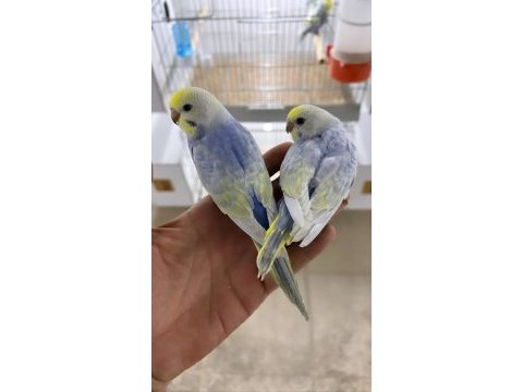 Rainbow yüksek kaliteli muhabbet kuşu kanlar