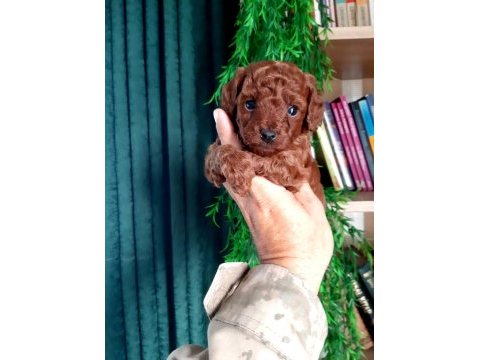 Toy poodle yavrularımız daha şirini yok