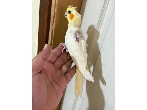 45 günlük lutino bebek sultan papağanı