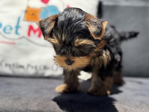 Petmode köpek çiftliğinden tea cup yorkshire terrier